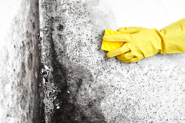 Attic Mold Removal in Moxee, WA