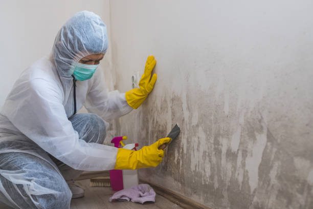 Best Emergency Mold Removal  in Moxee, WA
