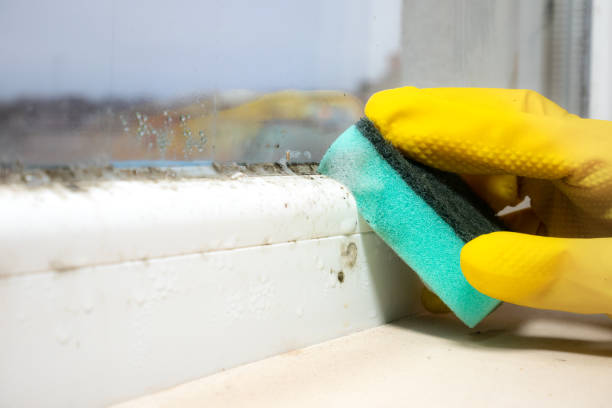 Best Mold Remediation  in Moxee, WA