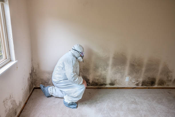 Best Mold Damage Repair  in Moxee, WA