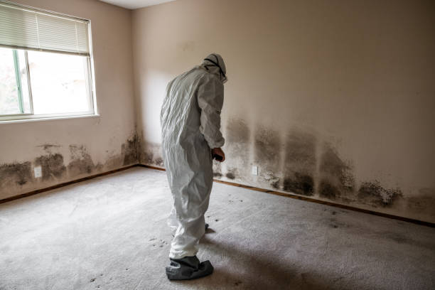 Best Commercial Mold Removal  in Moxee, WA