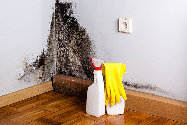 Best Same-Day Mold Removal  in Moxee, WA