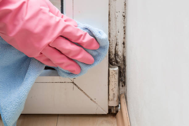 Best Black Mold Removal  in Moxee, WA