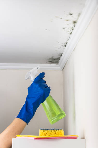 Best Mold Inspection  in Moxee, WA