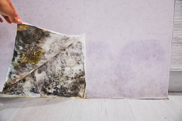 Crawl Space Mold Removal in Moxee, WA